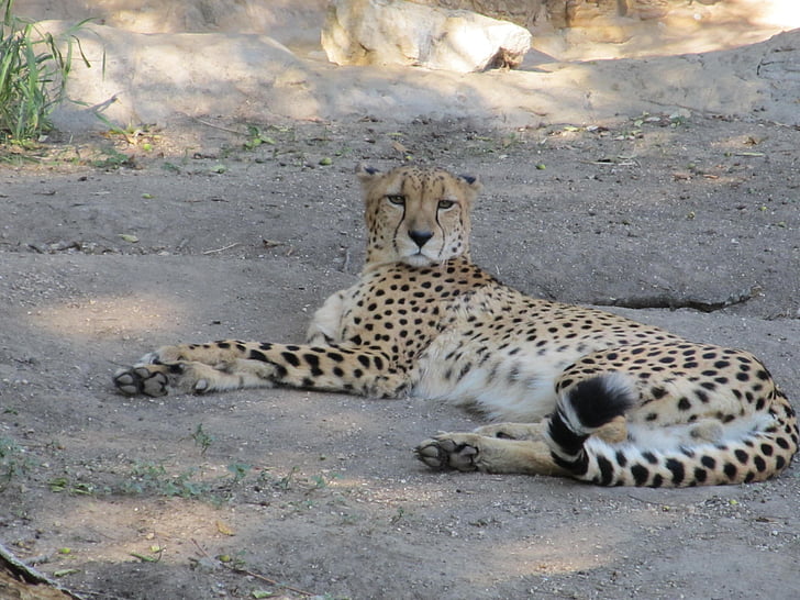Cheetah, stor kat, kat, Acinonyx jubatus, pattedyr, Zoo, San antonio zoo