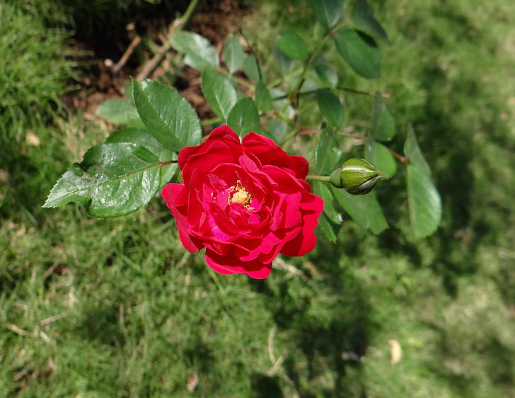 buton rose, floare, bud, frunze, dharwad, India