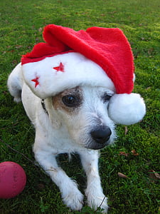 圣诞快乐, 杰克·拉塞尔梗, 圣诞狗, 圣诞老人的帽子, 红色, 可爱, 等待沃克的八