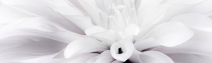 kukka, Dahlia, valkoinen, Sulje, Dahlia Puutarha, loppukesästä, Dahlia kukka