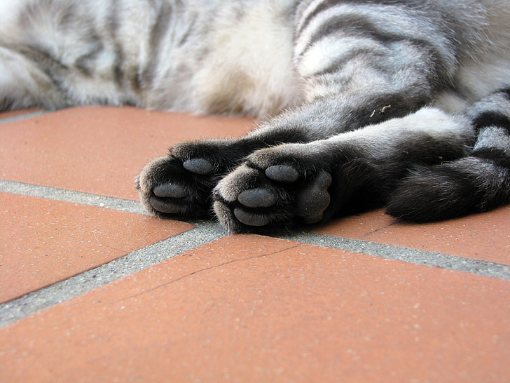 gato, patas, tabby, felino, cojines del pie, mascota, gato doméstico