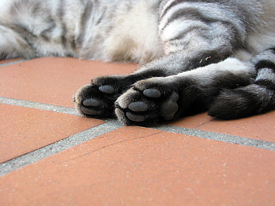 gato, patas, Tabby, felino, almofadas do pé, animal de estimação, gato doméstico