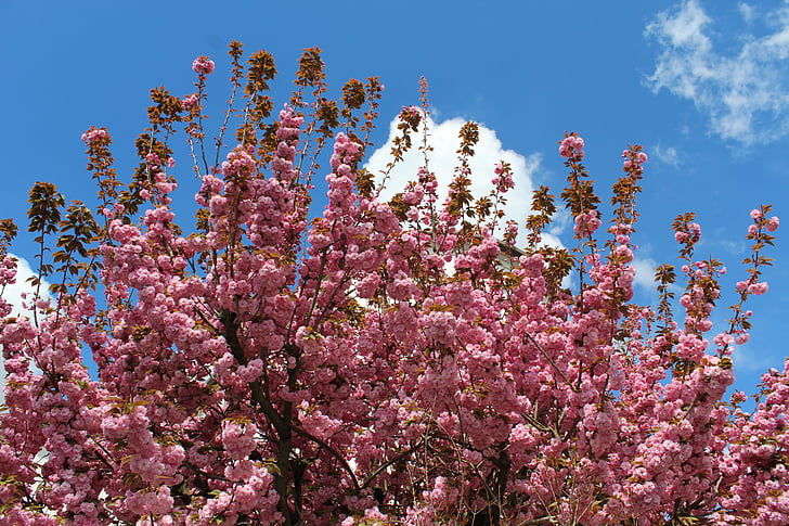 ブルーム, 春, 花, 受粉, 自然, 春の花, 色とりどりの花