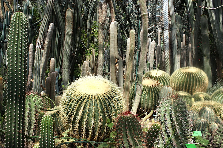 kaktus, puščava, Chase, kujący, igle, sonce, krajine