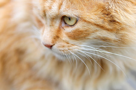 котка, червена котка, котешко око, животните, природата, едно животно, домашни любимци