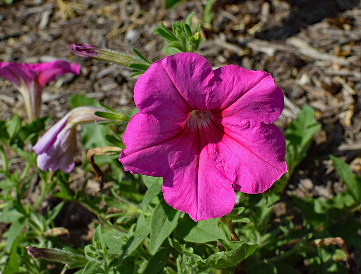 vaaleanpunainen petunia, kukka, Blossom, Bloom, Luonto, kasvi, Puutarha