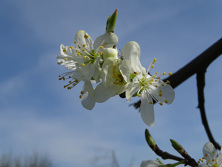Блоссом, Блум, вишни, вишни в цвету., филиал, Белый цветок., фруктовое дерево