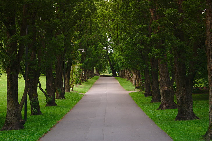 road, trees, clean, green, grass, field, plant