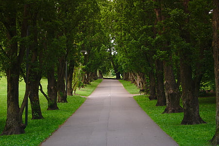 δρόμος, δέντρα, Καθαρίστε, πράσινο, χλόη, το πεδίο, φυτό