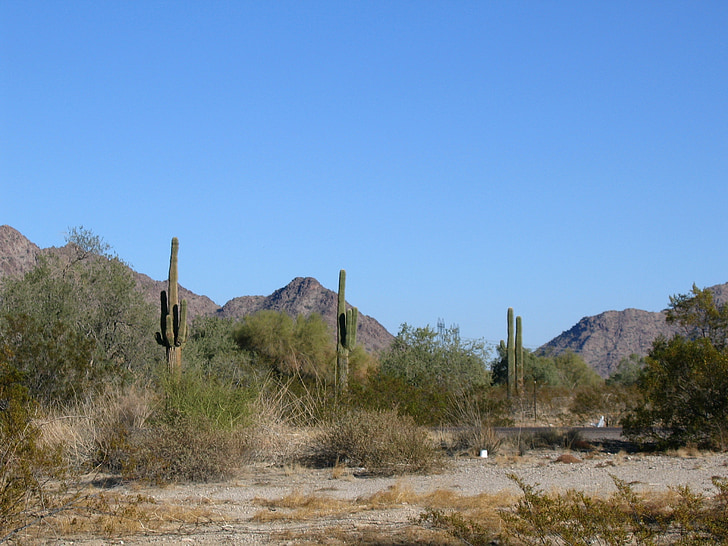 Arizona, kaktusar, dagtid, torra, bergen, landskap, natursköna