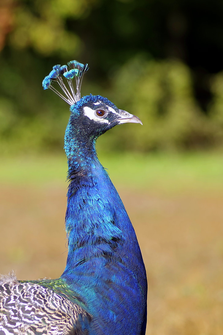 Peacock, người đứng đầu của các, con chim, màu xanh, mỏ, bút, cận cảnh