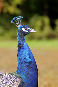 peacock, the head of the, bird, blue, beak, pen, closeup