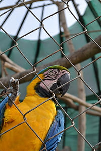 Guacamai, Lloro, aus exòtiques, gàbia, zoològic, ocell, animal