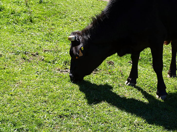 tehén, a mező, szarv, természet, állattenyésztés, állatok, Galicia
