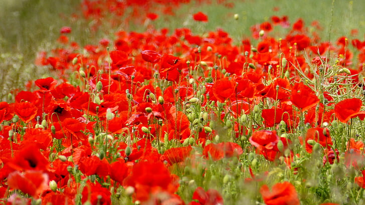 amapola, Klatschmohn, flor, rojo, Mar rojo, blütenmeer, flor de campo