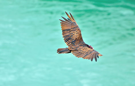 turkey vulture, vulture, bird, wildlife, niagara river, bird of Prey, flying
