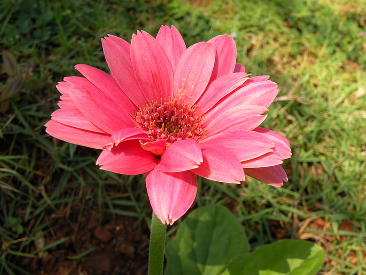 roze gerbera, Close-up, Tuin bloem