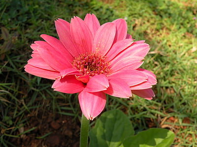 粉色非洲菊, 关闭, 花园里的花