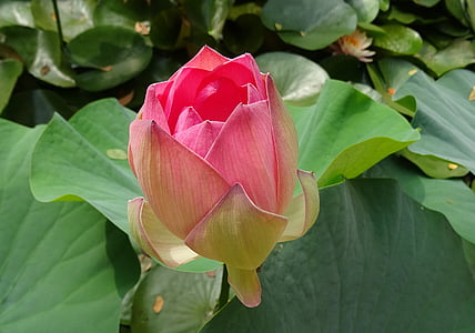 Lotus, květ, růžová, Nelumbo, nucifera, Bud, posvátný lotos