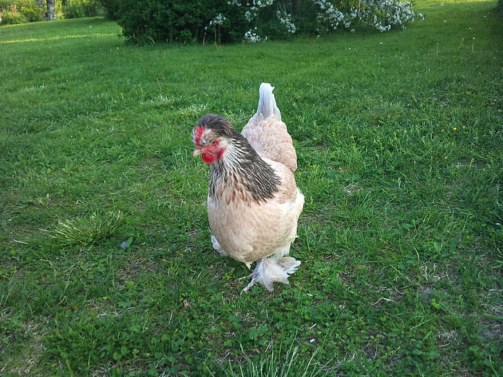 hen, animal, poultry, genuine, country, grass