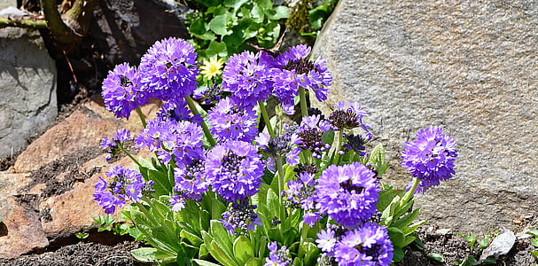 flowers, garden, plant, drumstick, purple, nature, flora
