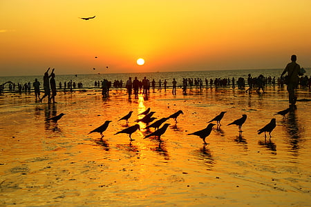 puesta de sol, hermosa, Playa, orilla del mar, multitud, cuervos, cielo