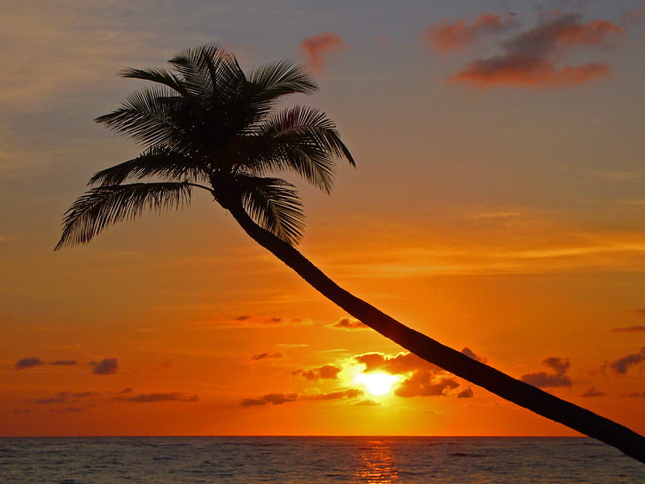 Palm, solnedgång, stranden, kvällshimmel, siluett, vatten, humör