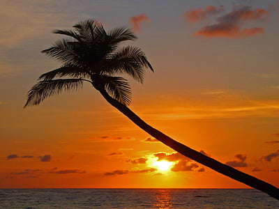 Palma, tramonto, spiaggia, cielo di sera, sagoma, acqua, stato d'animo