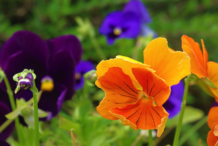 pansy, plant, flower, nature, spring, flowers, purple