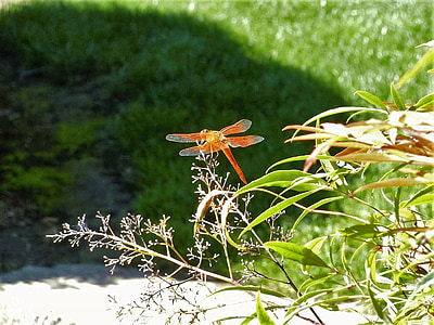 dragonfly, nature, orange, perch, natural