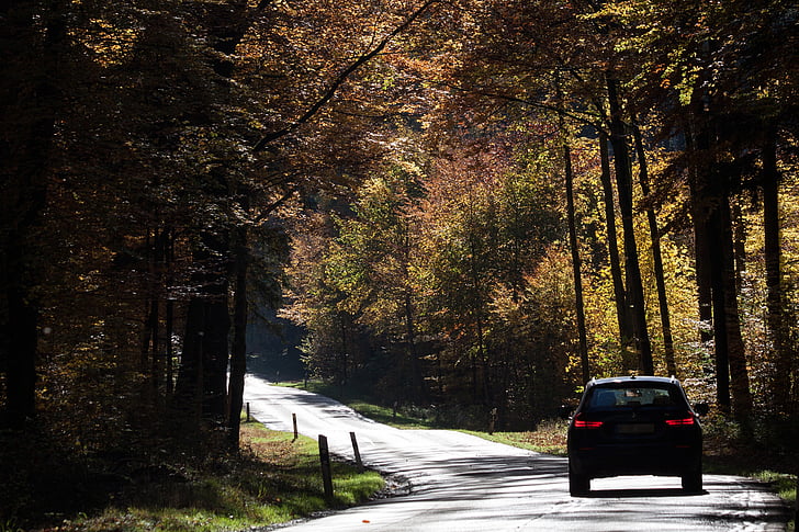 cesta, auto, Les, podzim, padajícího listí, zlatý podzim, listy