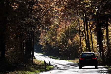 strada, Automatico, foresta, autunno, fogliame di caduta, autunno dorato, foglie