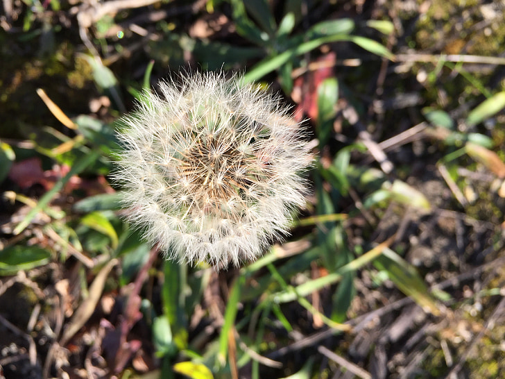 dandelion, flower, meadow, close