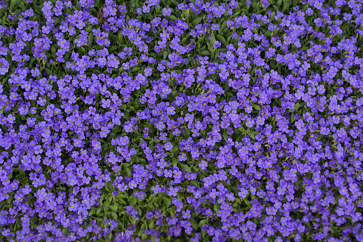 modra blazino, nit, cvet, pomlad, ozadje, tekstura, struktura