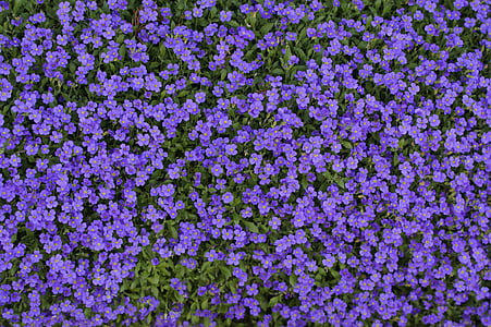 modrý polštář, vlákno, Bloom, jaro, pozadí, textura, struktura