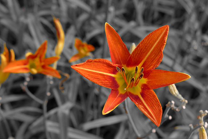 orange lily, monochrome, flower, plant