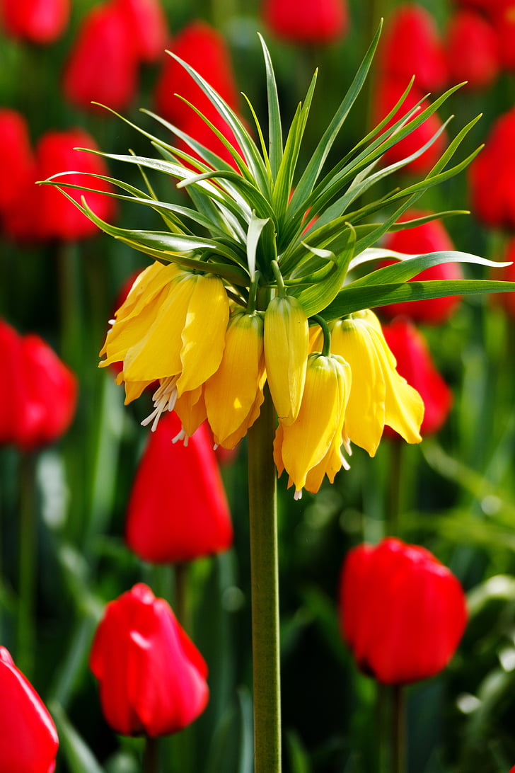 red, yellow, tulips, tulip, green, background, wallpaper