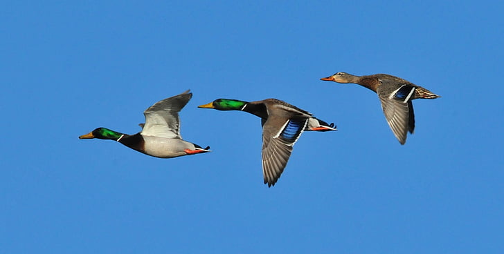 mallard ducks, drakes, hen, wildlife, nature, flying, males