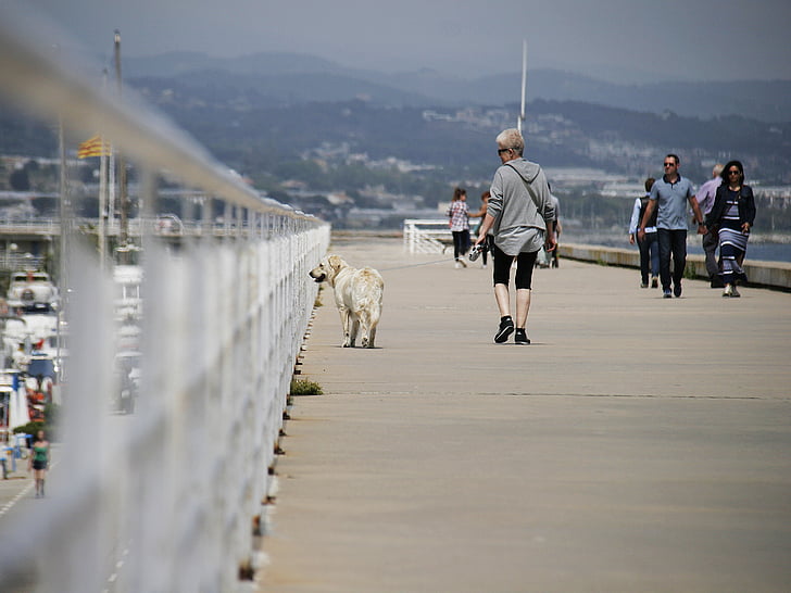 jalutuskäigu, PET, koer, looma, inimesed jalgsi