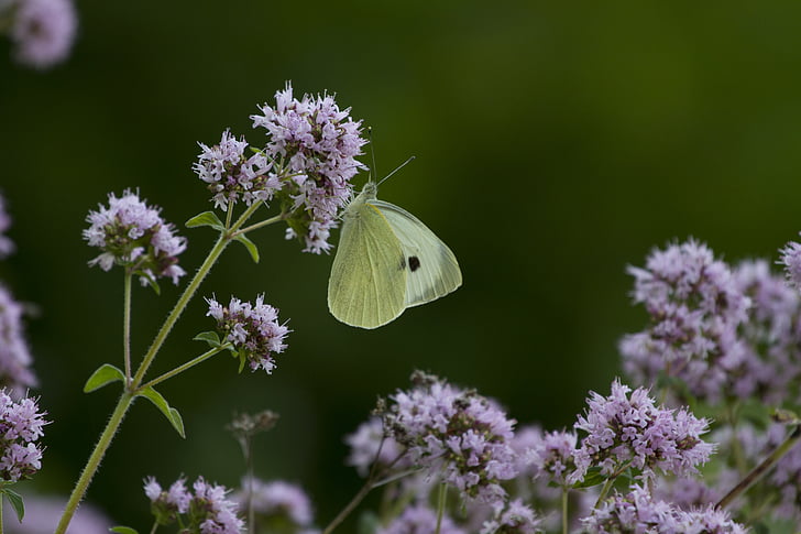 bướm, trắng, Hoa, Hoa, một trong những động vật, động vật hoang dã, thực vật