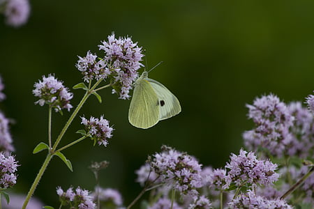 Motyl, biały, kwiaty, kwiat, jedno zwierzę, dzikość, roślina
