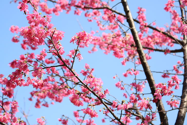 körsbärsblommor, blomma, Anläggningen, våren, Rosa, Hua xie, 櫻 rosa blomma