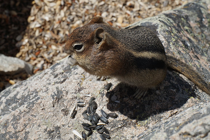 chipmunk, chubby, eating, wildlife, rodent, cute, nature