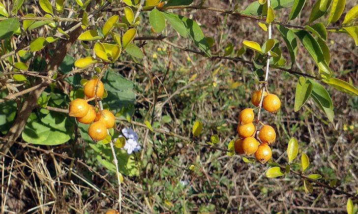 Duranta, jagody, żółty, dharwad, Indie