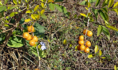 duranta, плодове, жълто, dharwad, Индия