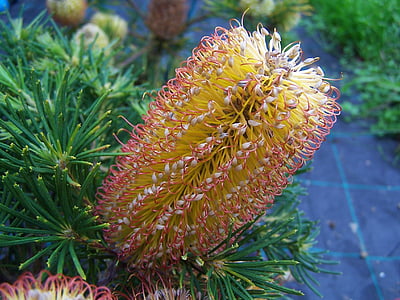 Banksia, spinulosa, květ, Příroda, Já?, pod vodou, útes