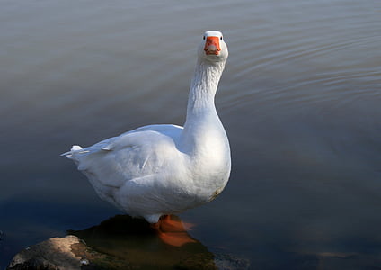 goose, white goose, water, pond, fowl, looking straight forward, long necked