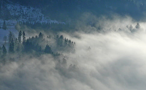ceaţă, natura, brazi, pădure, starea de spirit, ceata, copaci