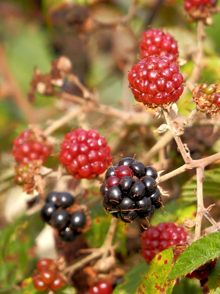 blackberries, wild fruits, zarza, red