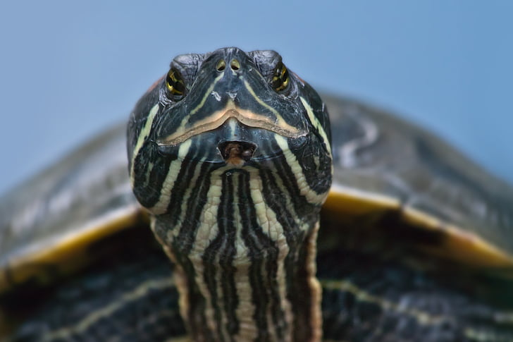 turtle, animal, reptile, giant tortoise, panzer, tortoise, tortoise shell